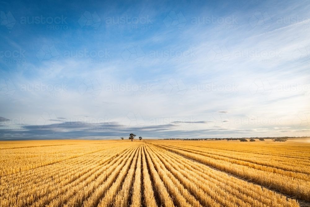 PORTOFOLIU AGRICOL PREMIUM 3.000 HA SUDUL ROMÂNIEI OPORTUNITATE INVESTIȚIONALĂ – fotografia 1 din 9