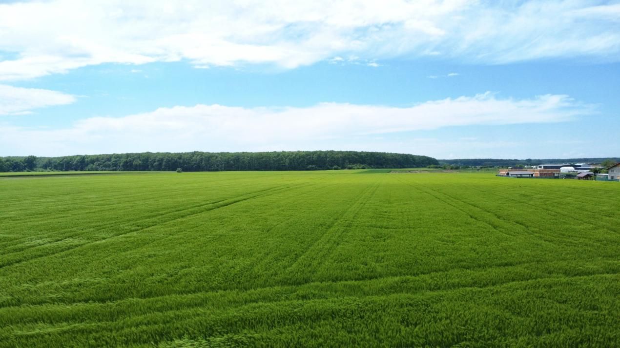 ✨OPORTUNITATE INVESTIȚIE:Teren intravilan 25.000mp Dascălu-Pădure, parcelabil✨ – fotografia 12 din 14