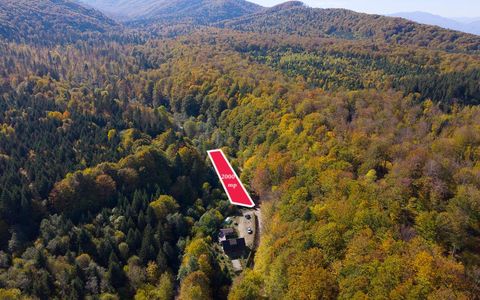 Teren 2.000 mp în Valea Avrigului Pădure, apă curgătoare și liniște