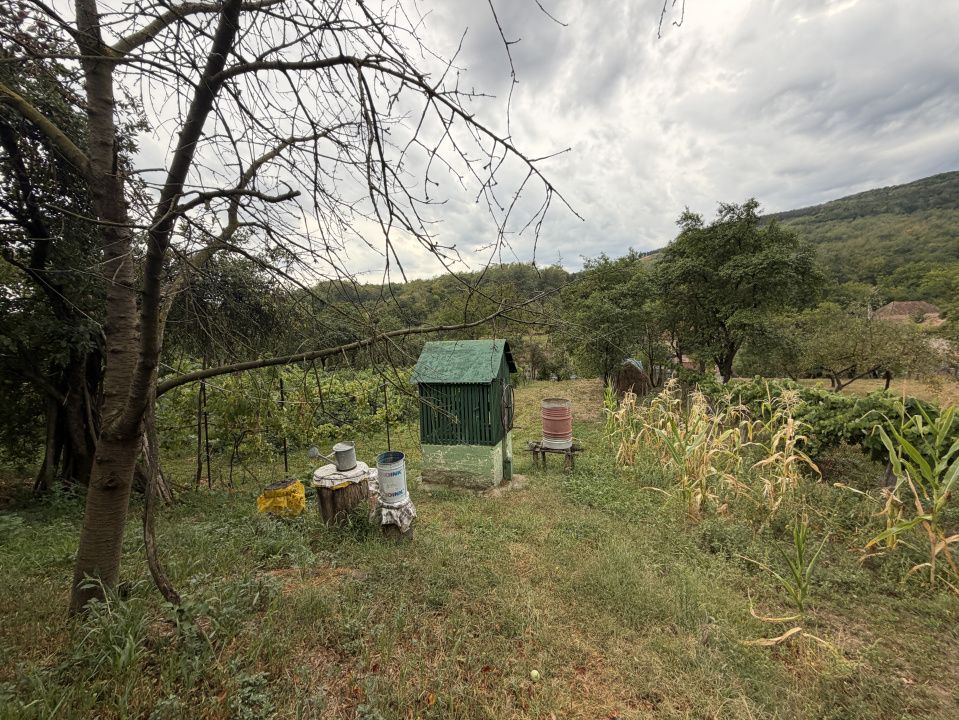 Casă în Cricău cu 1.375 mp teren, anexe, utilități, vie și livadă - Oportunitate – fotografia 20 din 54