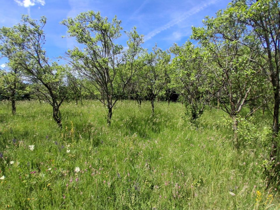 Ofertă de vânzare teren de 2700 mp., sat Popești – fotografia 3 din 6
