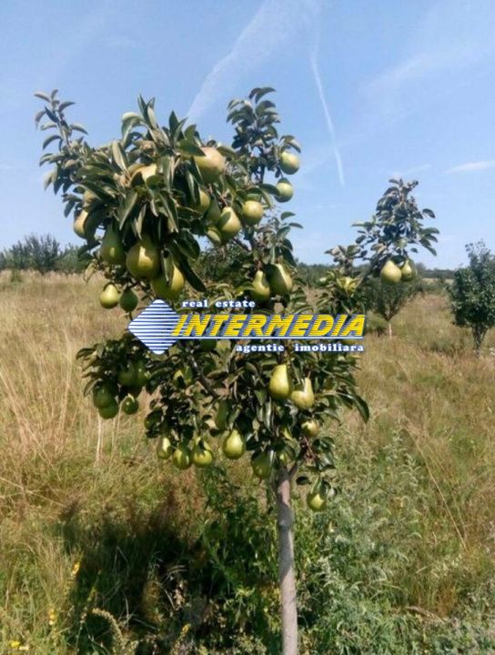 Teren extravilan de vanzare in suprafata de 80000 mp cu livada de pomi fructiferi – fotografia 10 din 11