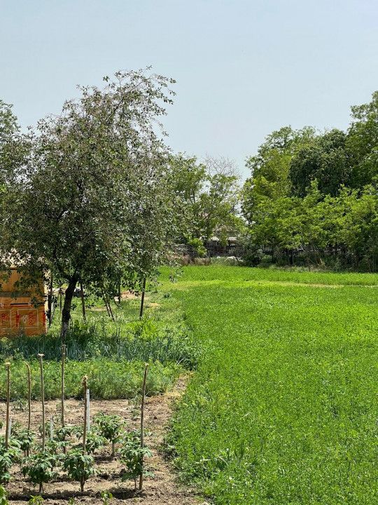 Teren intravilan 2.581 mp de vânzare în Mihail Kogălniceanu – deschidere 36,84ml – fotografia 13 din 14