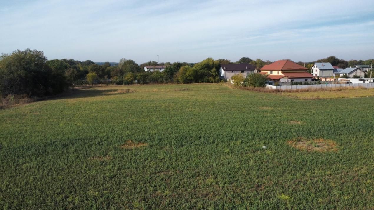 Dascălu -Teren intravilan arabil 7.182 mp – fotografia 13 din 13