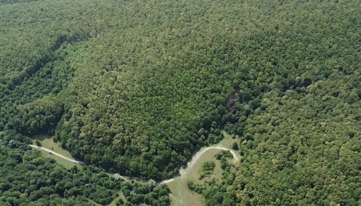 🌳 OPORTUNITATEA RARĂ DE INVESTIȚIE- PĂDURE DE VÂNZARE 38,24 HA- MINTIU – fotografia 2 din 4
