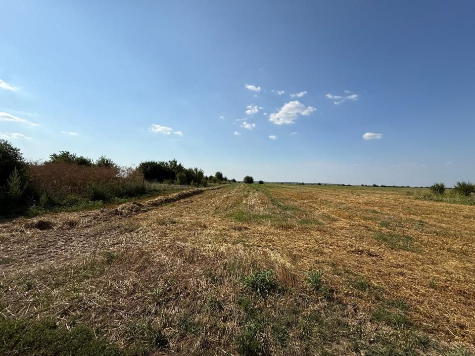 TEREN INTRAVILAN 5.000 MP – DÂRZA, CREVEDIA | 8 €/MP | OPORTUNITATE – fotografia 1 din 2