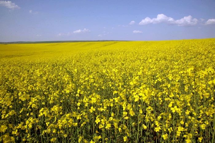 PORTOFOLIU AGRICOL PREMIUM 3.000 HA SUDUL ROMÂNIEI OPORTUNITATE INVESTIȚIONALĂ – fotografia 8 din 9