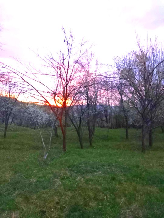 Gospodarie, casa cu 5 camere si 8272 mp teren, in Oarda – fotografia 20 din 23