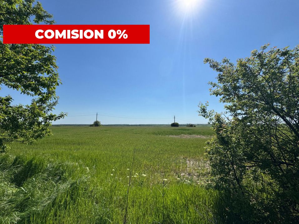 Teren agricol 12.500 mp | Deschidere directă DN61 | Dublu acces | Corbii Mari – fotografia 5 din 7