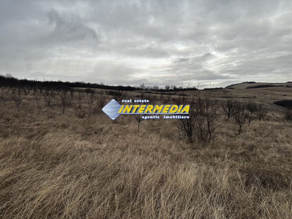 Teren extravilan de vanzare in suprafata de 80000 mp cu livada de pomi fructiferi – fotografia 4 din 11