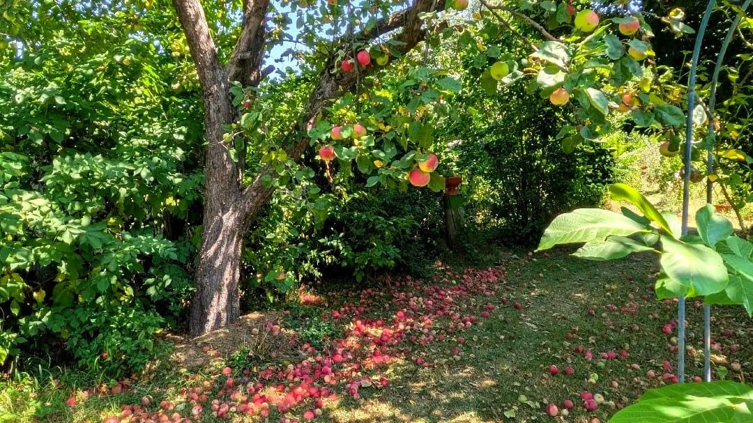Teren intravilan Tocile, 1.093 mp / livadă, cabană, rulotă și o toamna frumoasă! – fotografia 32 din 37