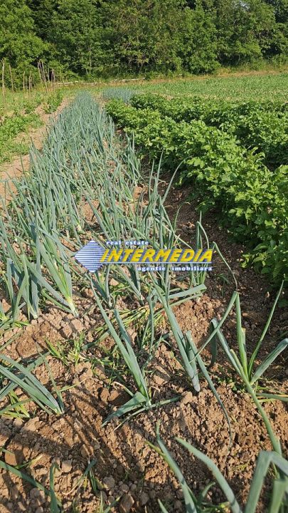 Teren intravilan 1000 mp in Ampoita cu apa si curent in fata – fotografia 1 din 2