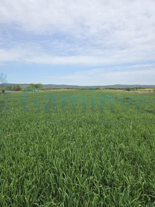 Doua parcele cu acces din E60.Intravilan.Osorhei, Bihor – fotografia 1 din 1