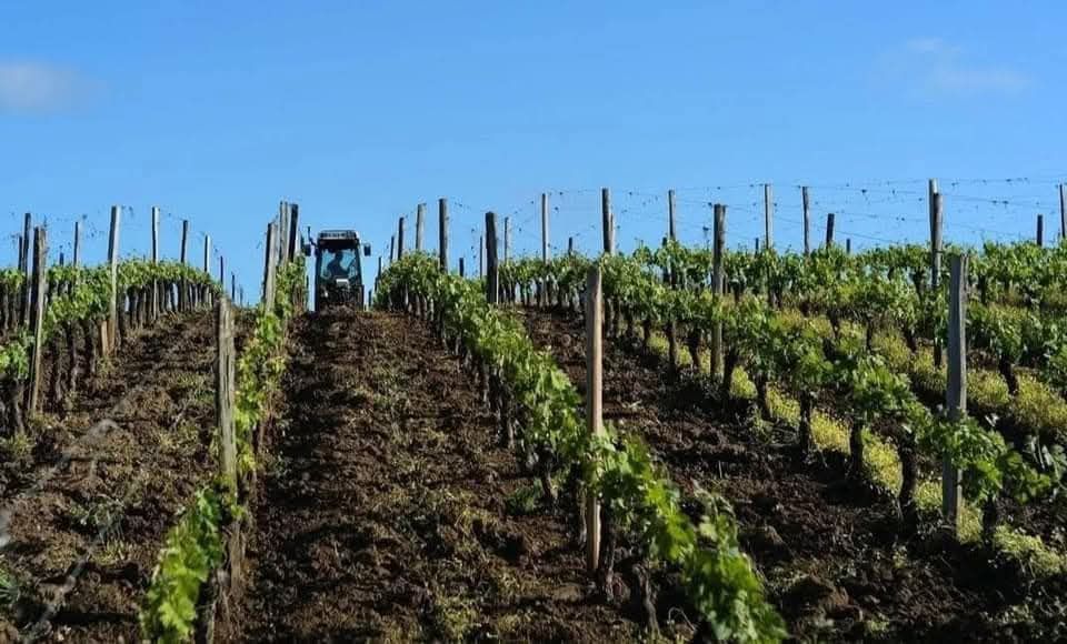 🍷 Oportunitate unică de investiție în inima Transilvaniei! Crama Mugurel! – fotografia 11 din 13