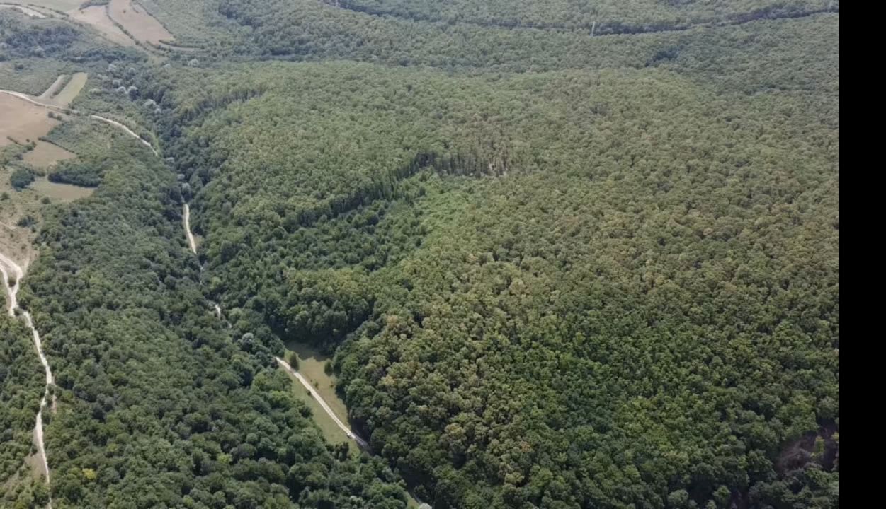 🌳 OPORTUNITATEA RARĂ DE INVESTIȚIE- PĂDURE DE VÂNZARE 38,24 HA- MINTIU – fotografia 1 din 4