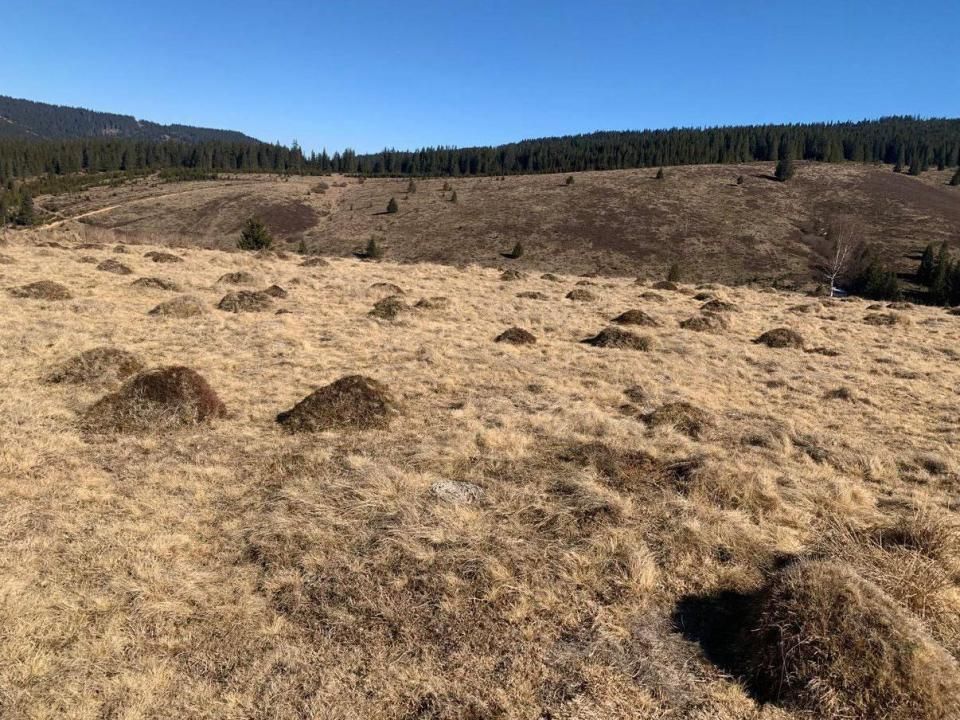 Teren extravilan 13.045 mp de vânzare | Giurcuța de Sus, Beliș – fotografia 2 din 3
