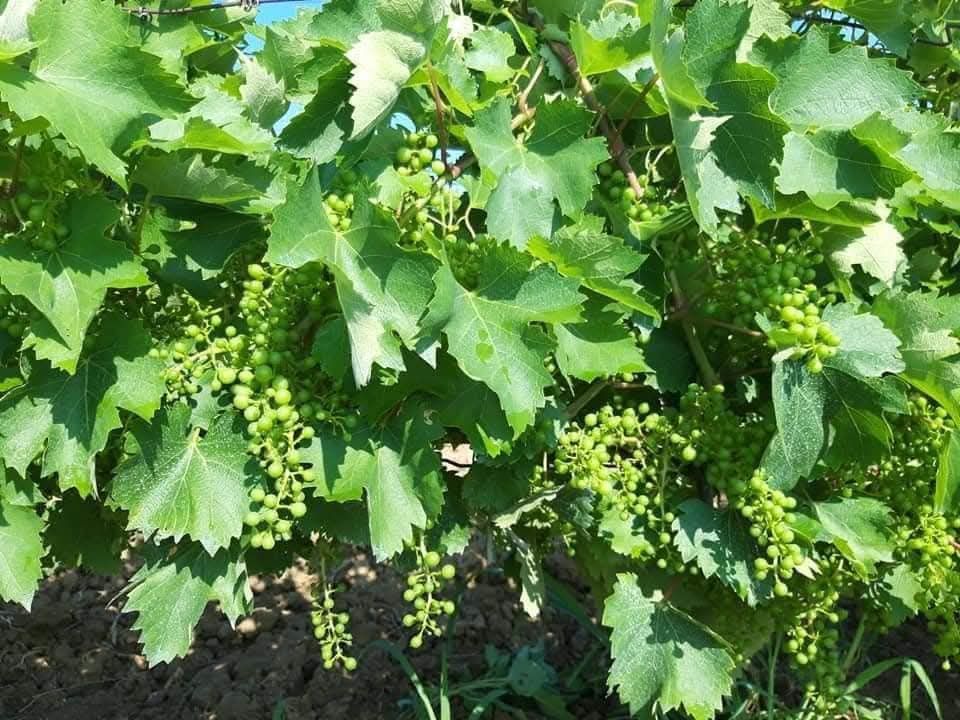 🍷 Oportunitate unică de investiție în inima Transilvaniei! Crama Mugurel! – fotografia 10 din 13