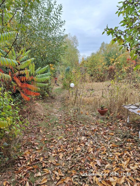 Teren intravilan Tocile, 1.093 mp / livadă, cabană, rulotă și o toamna frumoasă! – fotografia 2 din 37