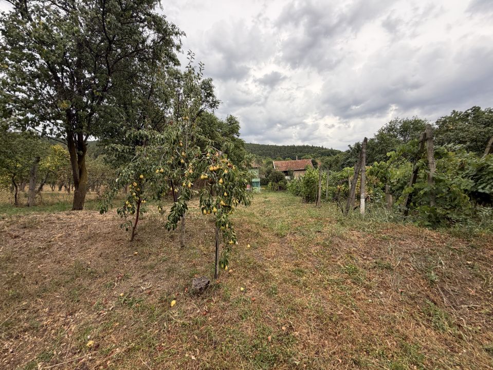 Casă în Cricău cu 1.375 mp teren, anexe, utilități, vie și livadă - Oportunitate – fotografia 8 din 54