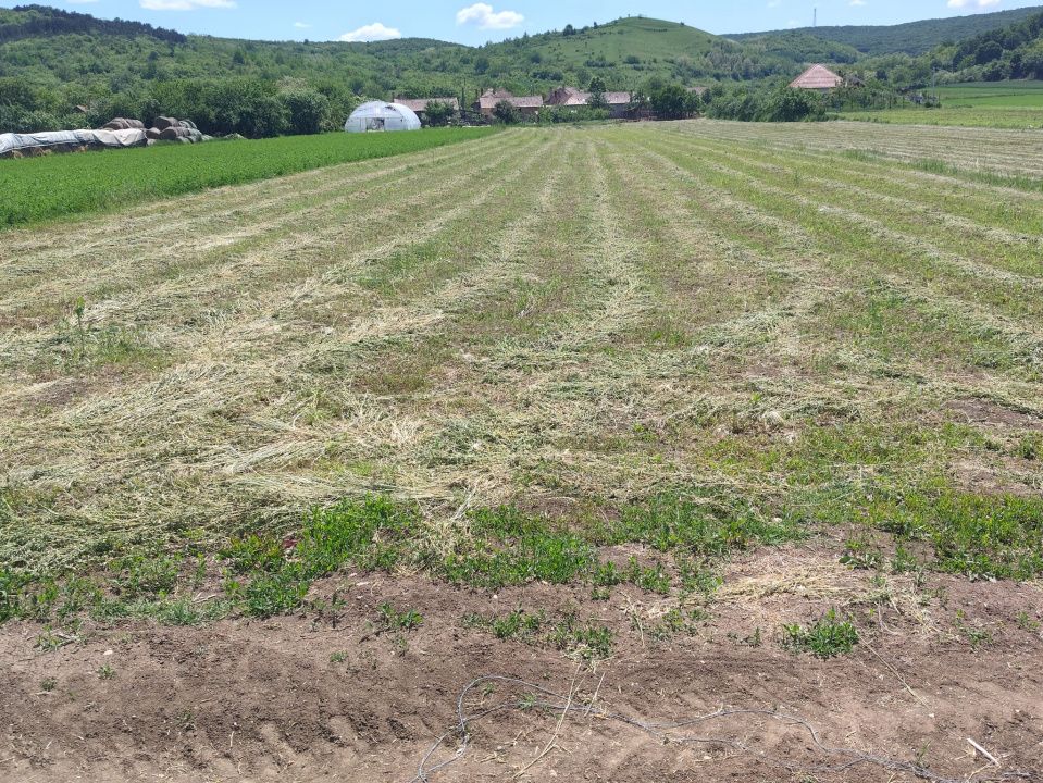 TEREN Intravilan in suprafata de 3024 mp, cu deschidere la drum de 18 m – fotografia 2 din 4