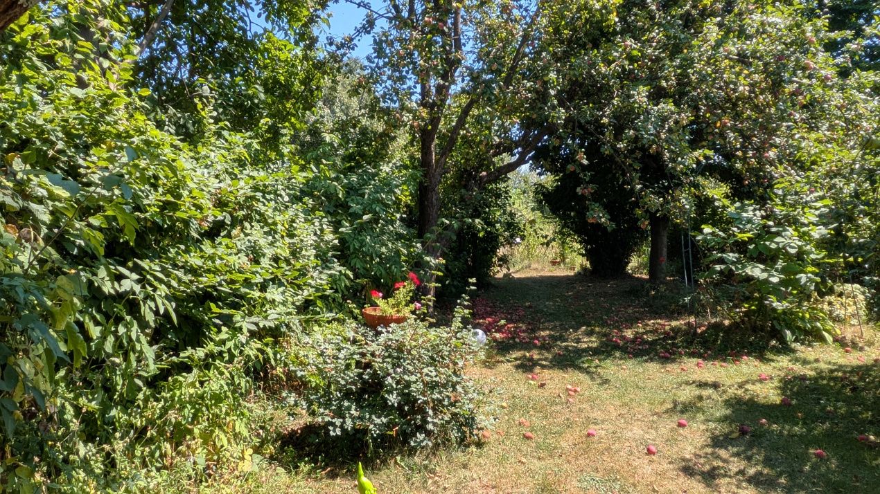 Teren intravilan Tocile, 1.093 mp / livadă, cabană, rulotă și o toamna frumoasă! – fotografia 33 din 37