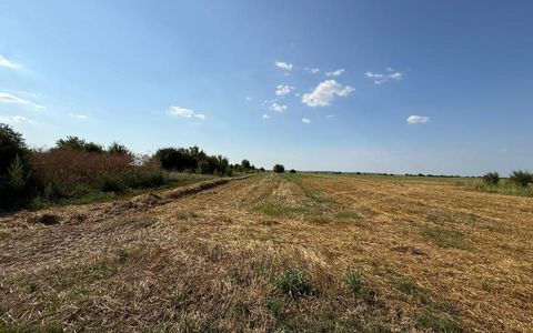 TEREN INTRAVILAN 5.000 MP – DÂRZA, CREVEDIA | 8 €/MP | OPORTUNITATE