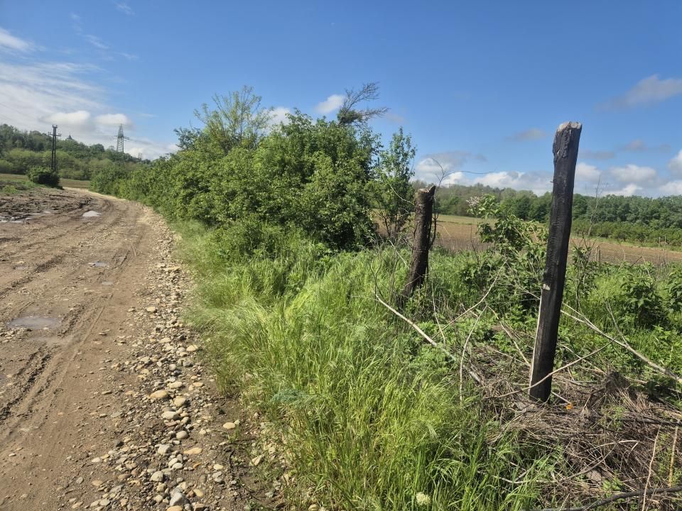 De vanzare teren la super pret in Albota, Cerbu, Arges – fotografia 1 din 3