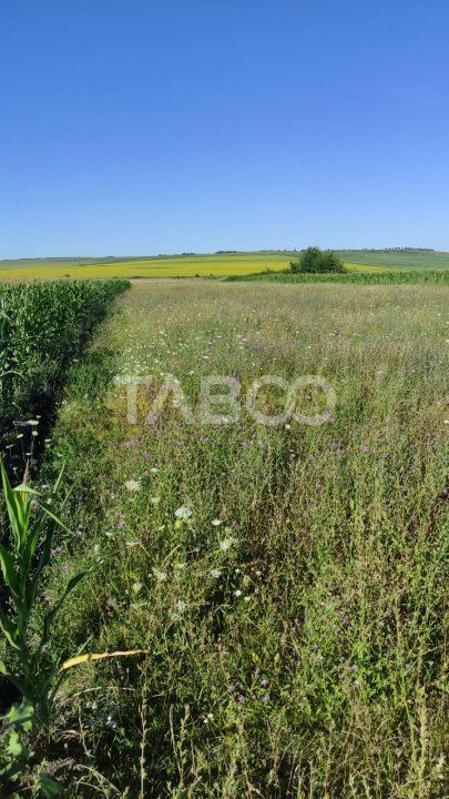 Teren extravilan de vanzare 25920 mp in Sura Mica Sibiu – fotografia 7 din 7