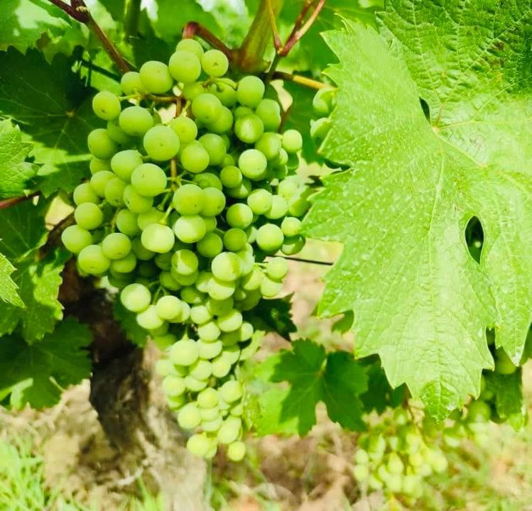 🍷 Oportunitate unică de investiție în inima Transilvaniei! Crama Mugurel! – fotografia 9 din 13