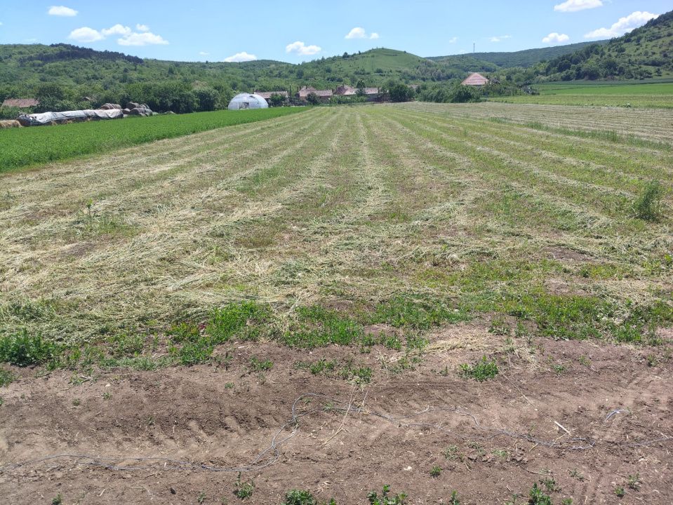 TEREN Intravilan in suprafata de 3024 mp, cu deschidere la drum de 18 m – fotografia 4 din 4