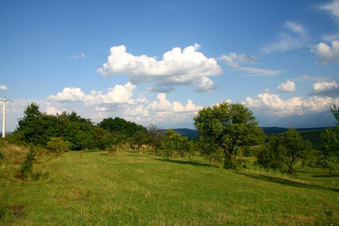 Teren extravilan de vânzare | 600 mp | Daia Nouă – fotografia 1 din 4