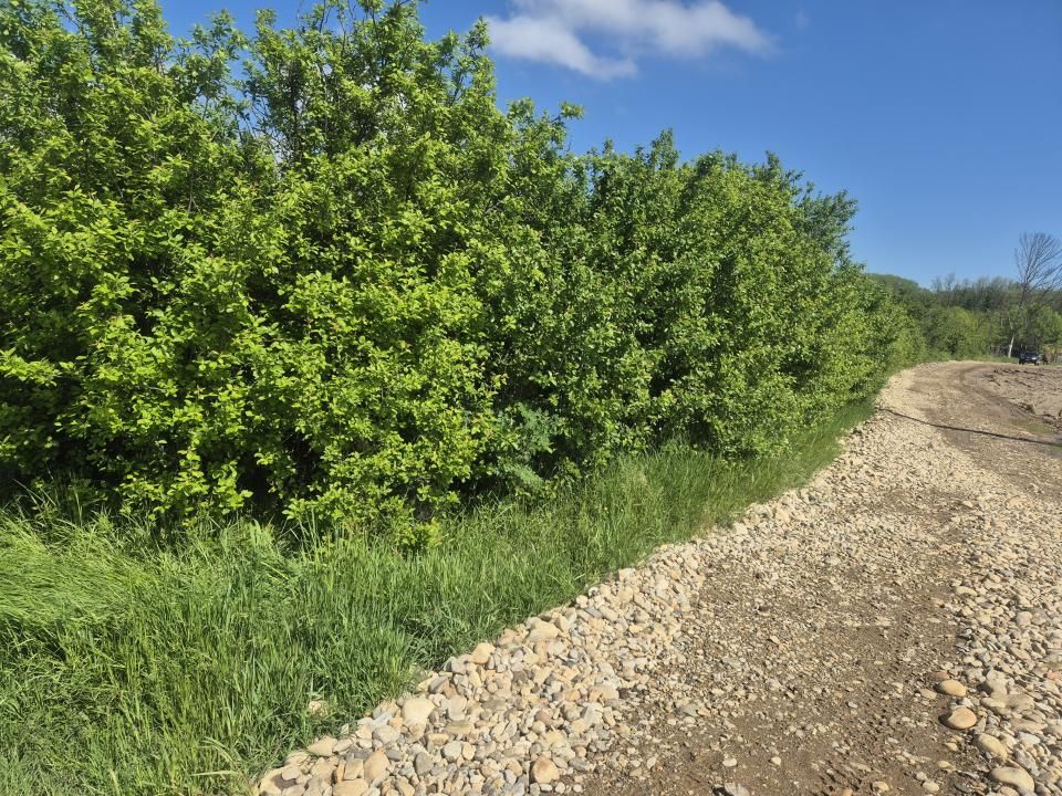 De vanzare teren la super pret in Albota, Cerbu, Arges – fotografia 3 din 3