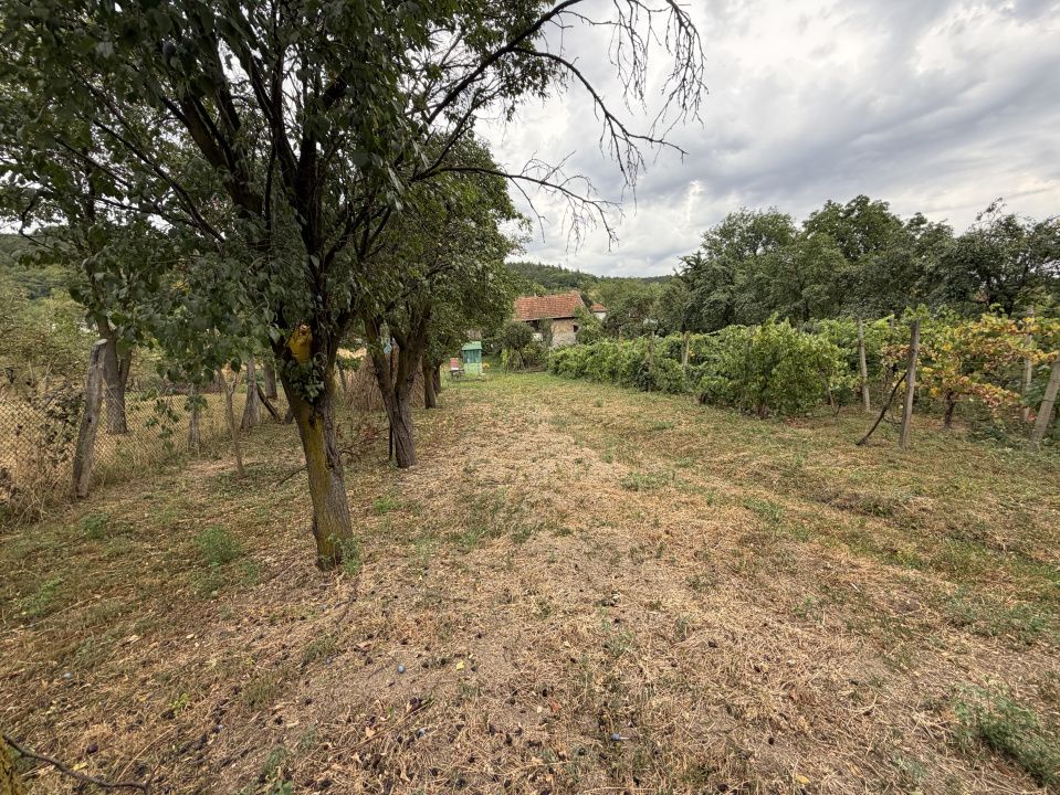 Casă în Cricău cu 1.375 mp teren, anexe, utilități, vie și livadă - Oportunitate – fotografia 9 din 54