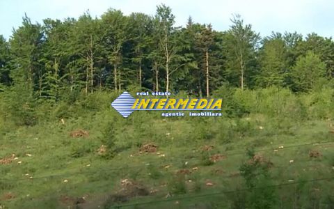 Padure de molid de 100 ani de vanzare 4.5 Ha