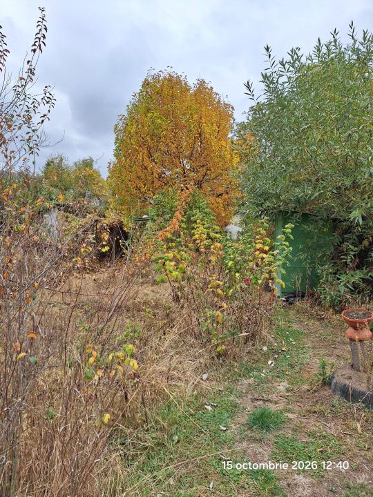 Teren intravilan Tocile, 1.093 mp / livadă, cabană, rulotă și o toamna frumoasă! – fotografia 6 din 37