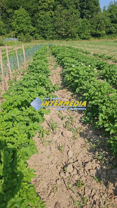 Teren intravilan 1000 mp in Ampoita cu apa si curent in fata – fotografia 2 din 2