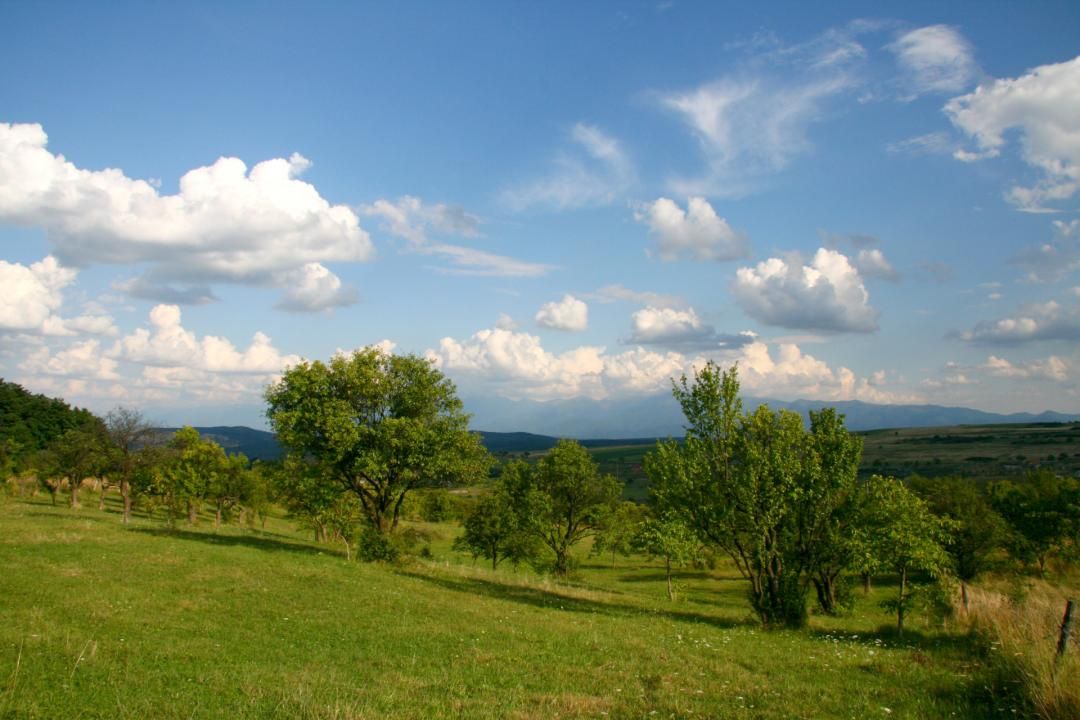 Teren extravilan de vânzare | 600 mp | Daia Nouă – fotografia 3 din 4