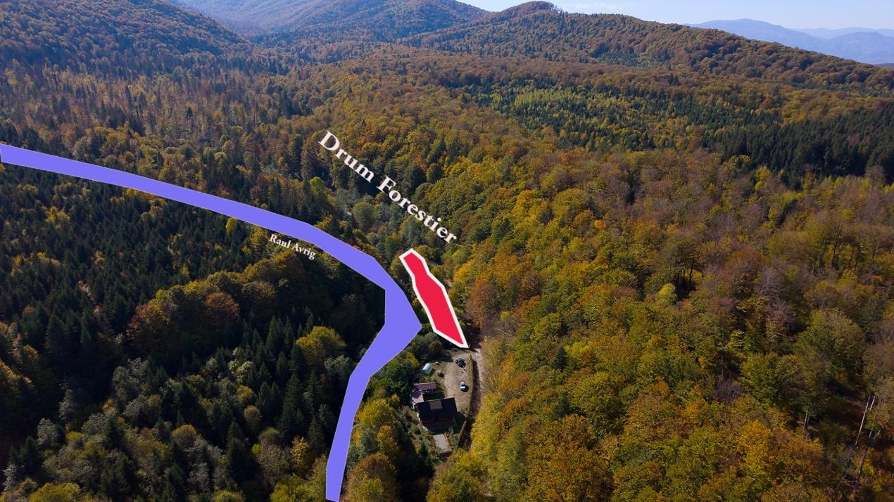 Teren 2.000 mp în Valea Avrigului Pădure, apă curgătoare și liniște – fotografia 4 din 10