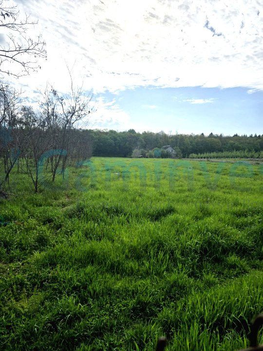Proprietate cu teren, 5300 mp, Alparea, Bihor – fotografia 6 din 7