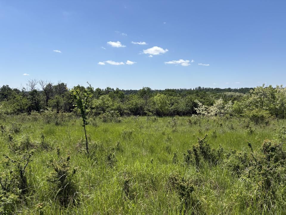 Intravilan 3015 mp Moșoaia | 48 ml deschidere | Lângă pădure – fotografia 6 din 7