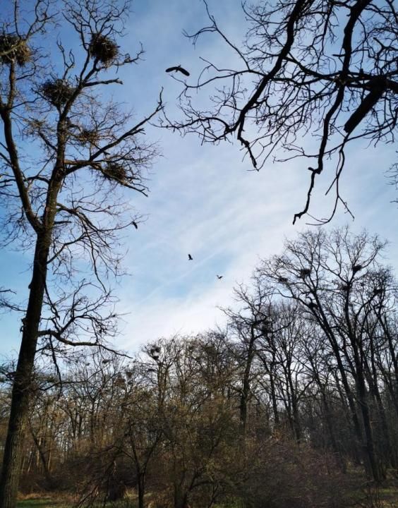 20 Ha Padure stejar la 10 km de Pitești – fotografia 2 din 3