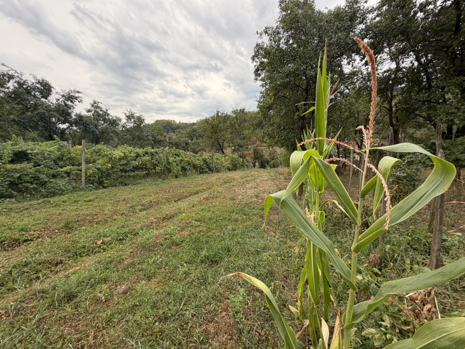 Casă în Cricău cu 1.375 mp teren, anexe, utilități, vie și livadă - Oportunitate – fotografia 18 din 54