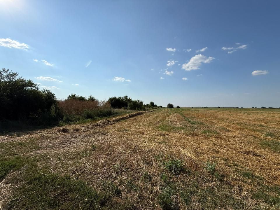 TEREN INTRAVILAN 5.000 MP – DÂRZA, CREVEDIA | 8 €/MP | OPORTUNITATE – fotografia 2 din 2