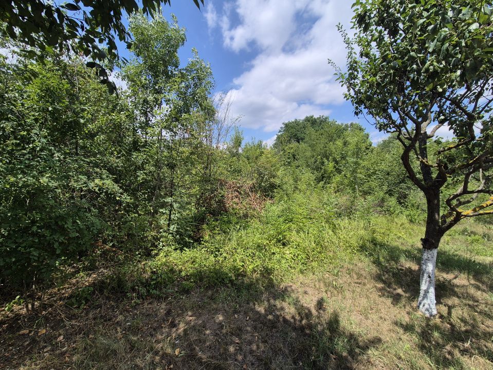 Voluntari - Popasului stradal inchiriere 1700 mp teren – fotografia 7 din 10