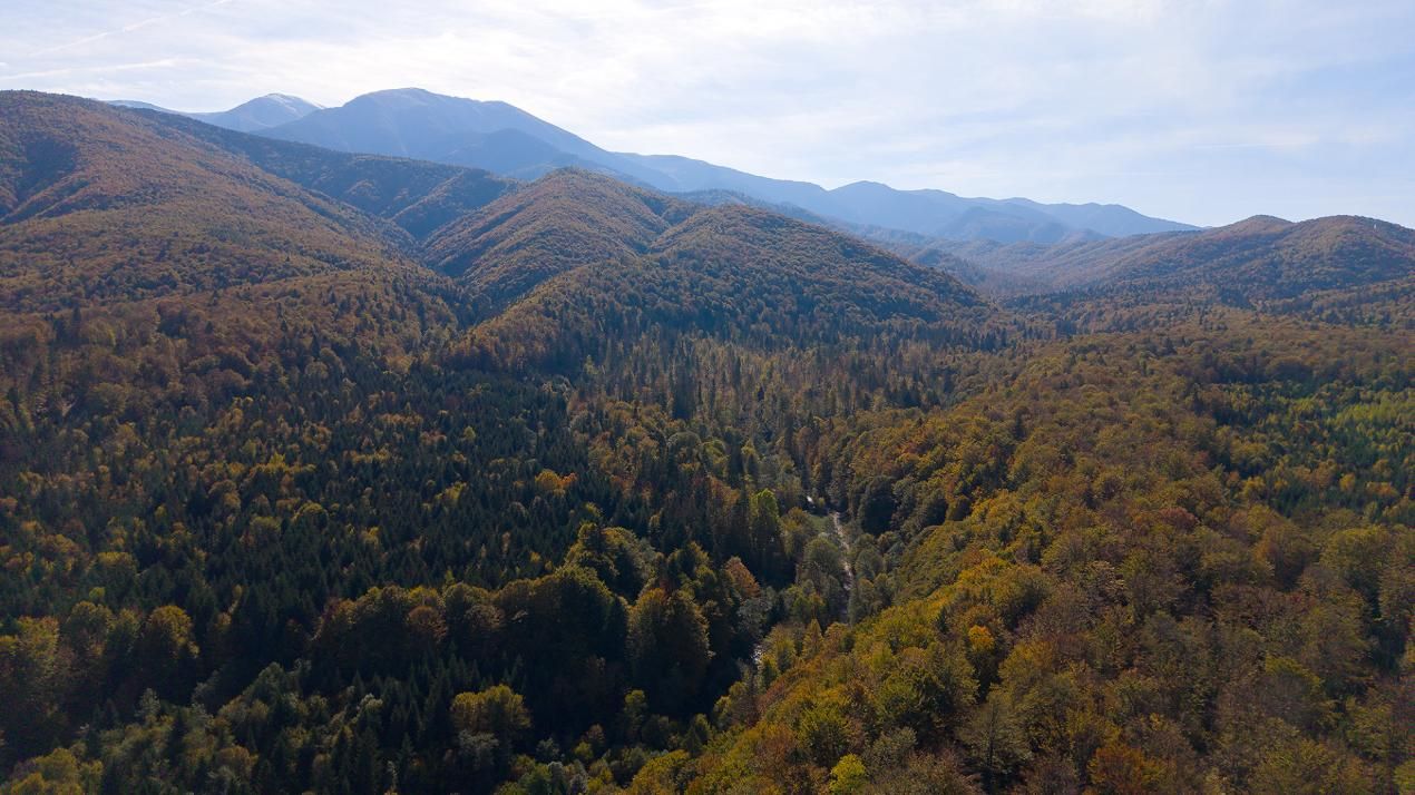Teren 2.000 mp în Valea Avrigului Pădure, apă curgătoare și liniște – fotografia 9 din 10
