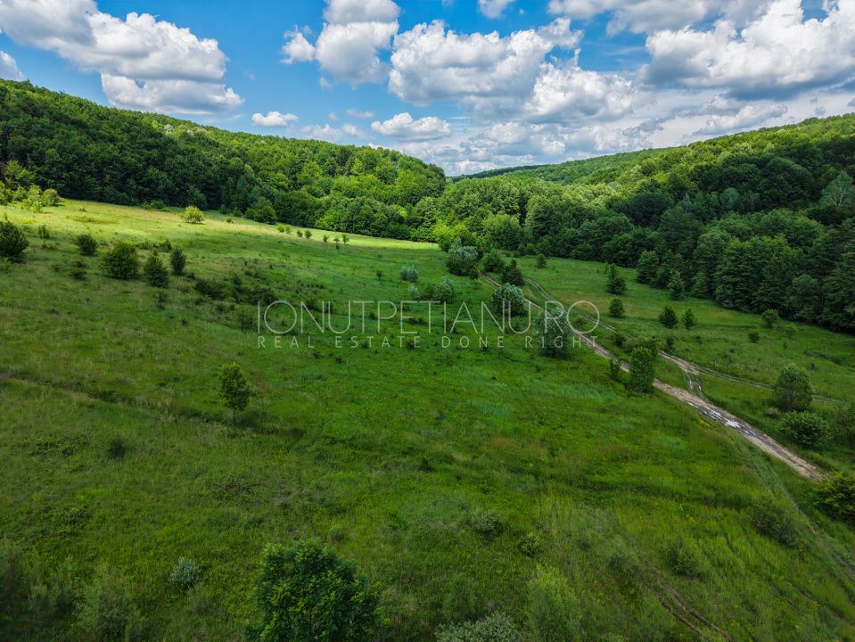 Teren Pasune + Arabil - Valea Mare Podgoria Arges – fotografia 6 din 29
