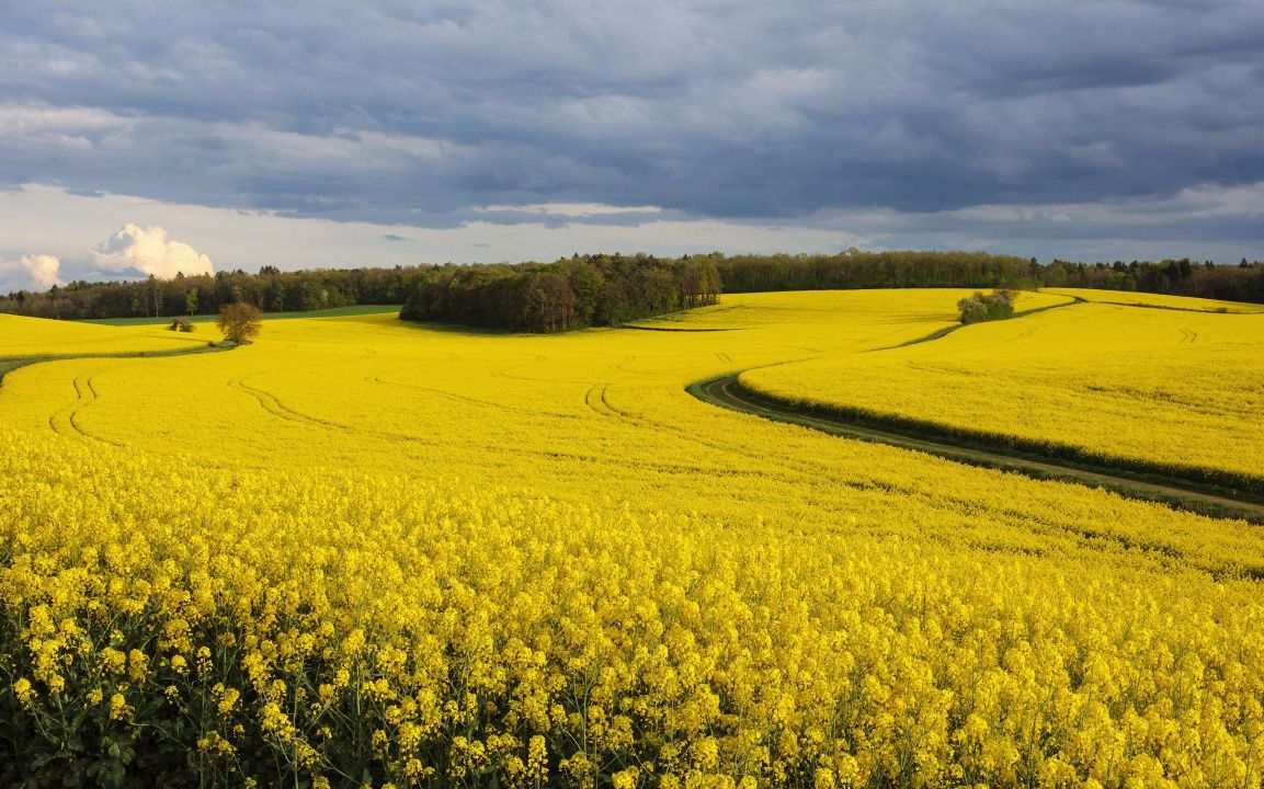 PORTOFOLIU AGRICOL PREMIUM 3.000 HA SUDUL ROMÂNIEI OPORTUNITATE INVESTIȚIONALĂ – fotografia 9 din 9