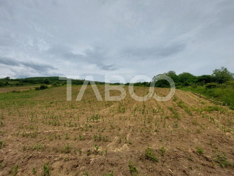 Oportunitate investitie teren 10000 mp Sura Mare – fotografia 2 din 2