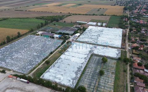 Teren intravilan 8,6 ha cu Sere si afacere horticola in Curtici, județul Arad