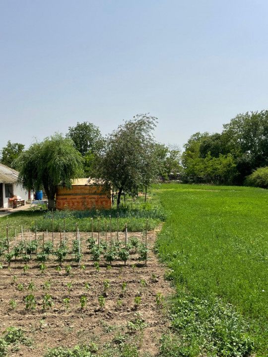 Teren intravilan 2.581 mp de vânzare în Mihail Kogălniceanu – deschidere 36,84ml – fotografia 6 din 14